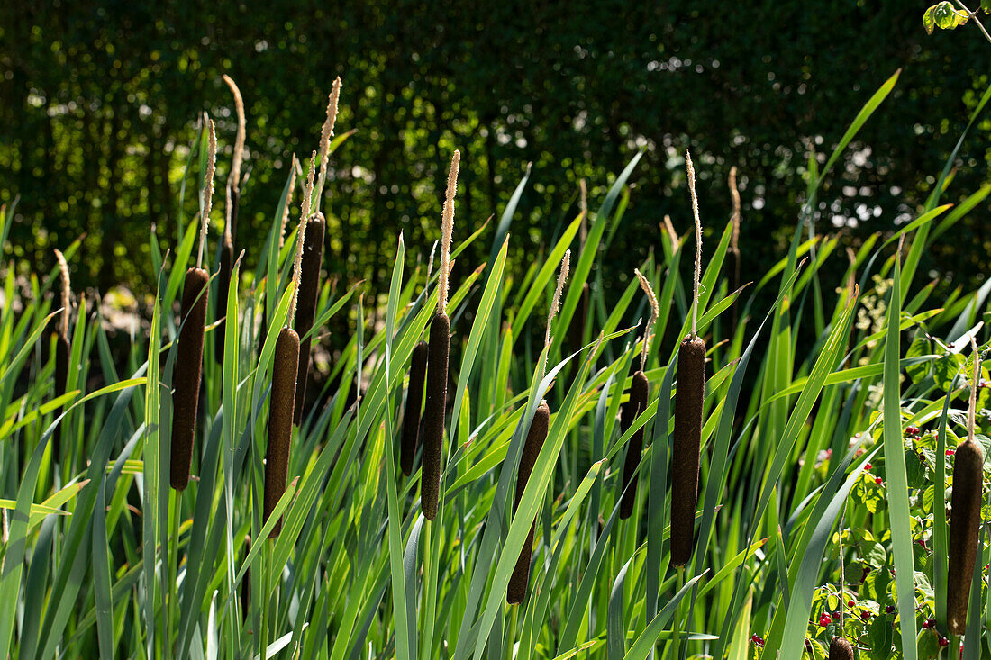 Typha latifolia