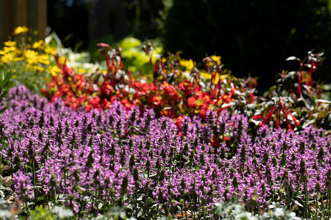 Stachys officinalis