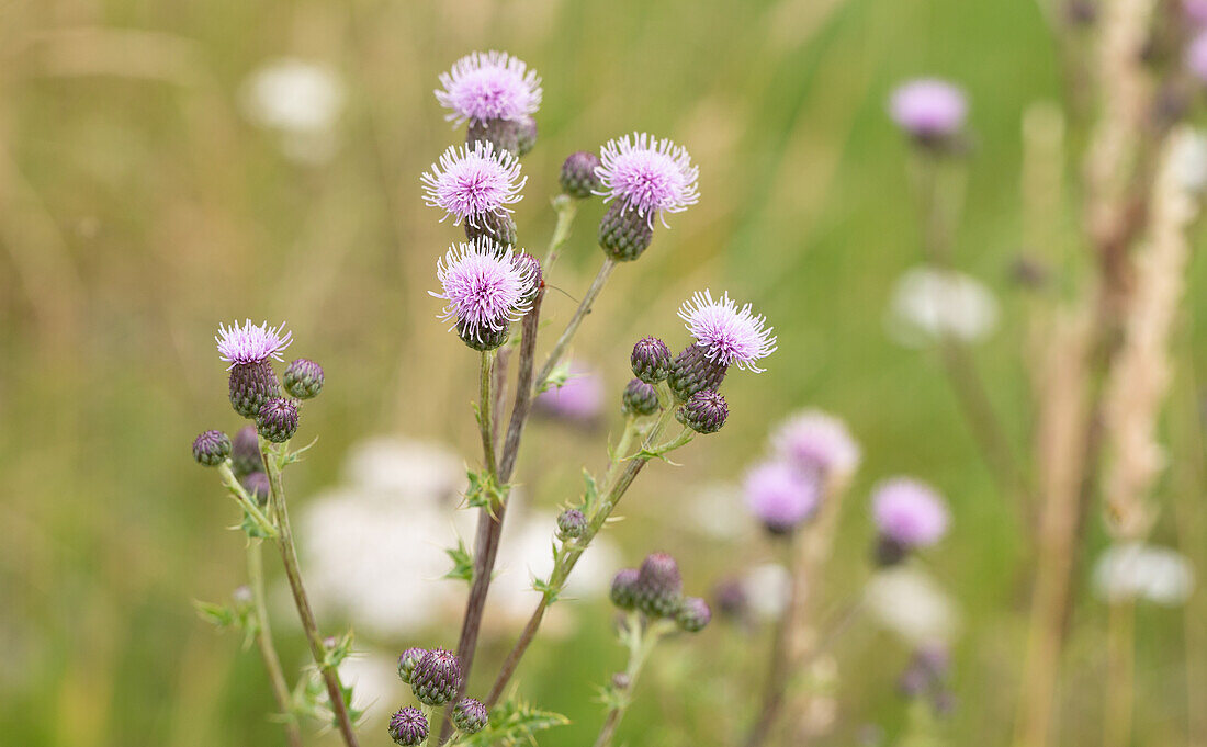 Cirsium arvense