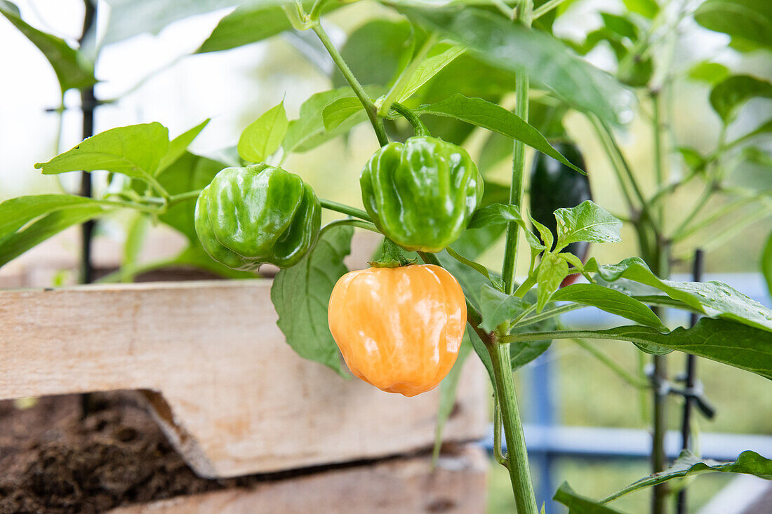 Capsicum chinense 'Habanero