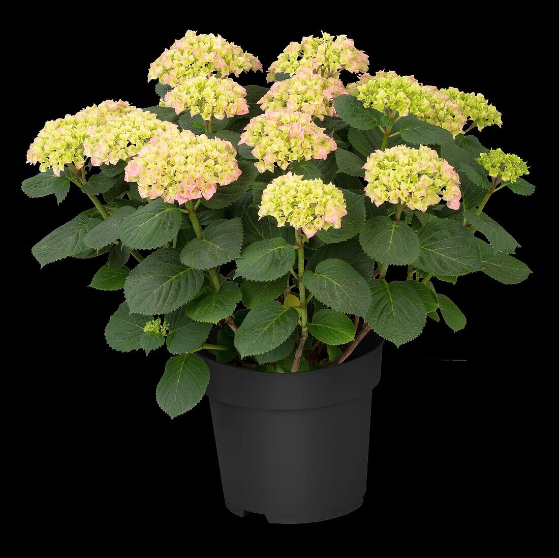 Hydrangea macrophylla