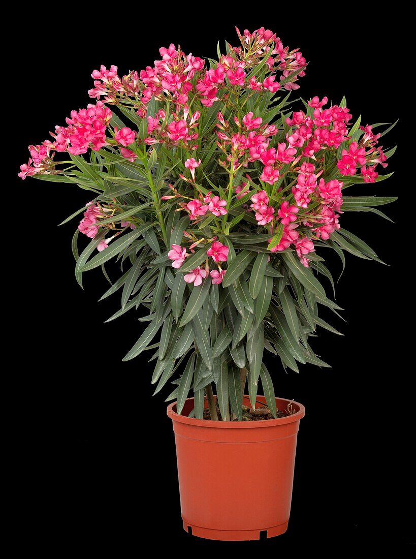 Nerium oleander, dunkelrosa