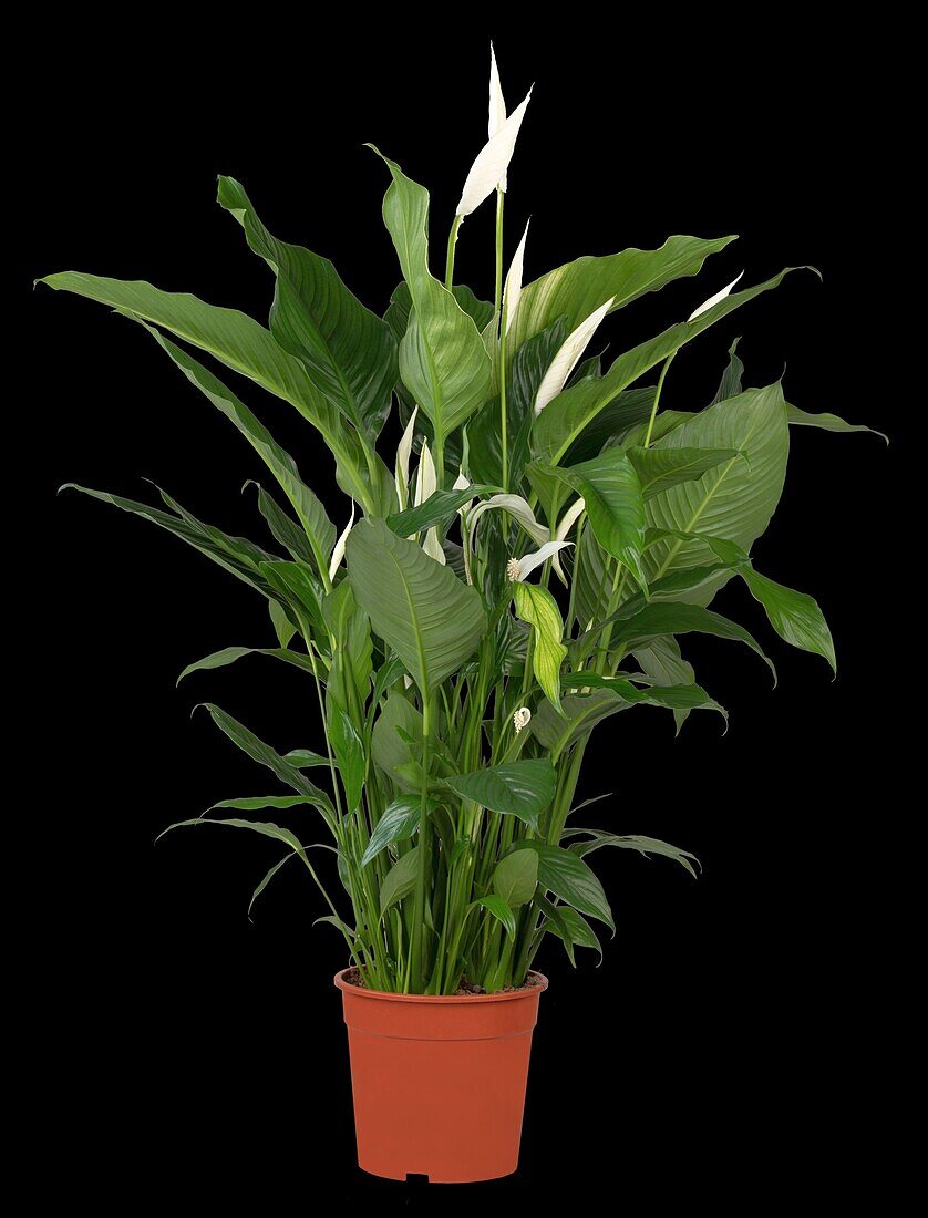 Spathiphyllum floribundum, white