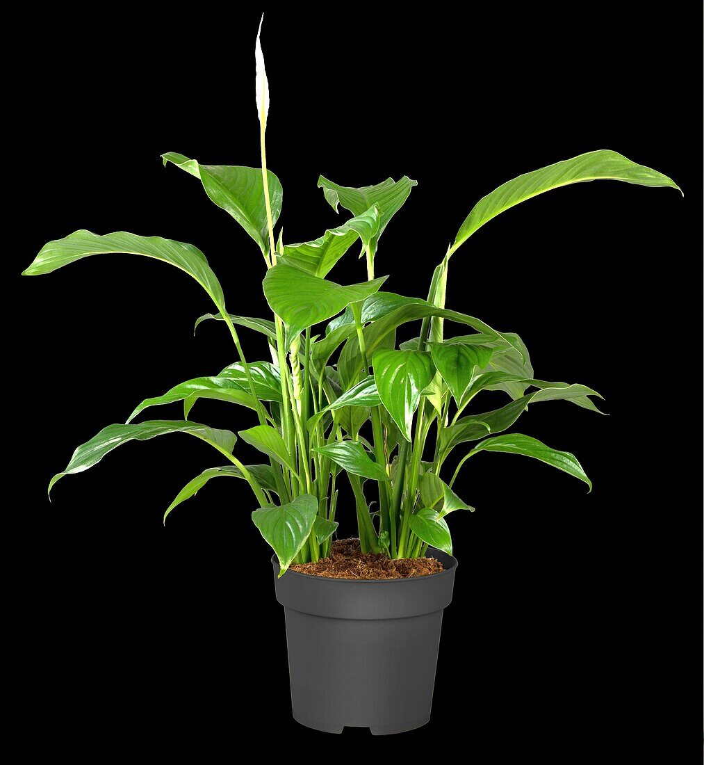 Spathiphyllum floribundum, white