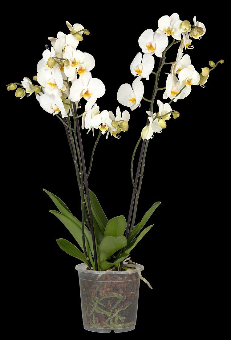 Phalaenopsis Duetto, weiß