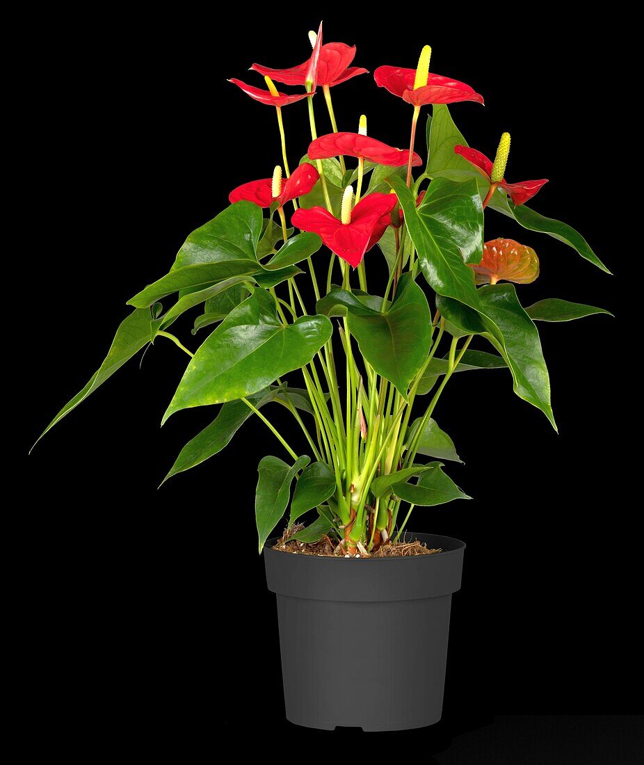 Anthurium x andreanum, red