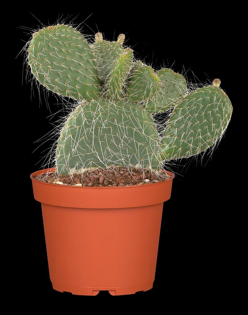 Opuntia