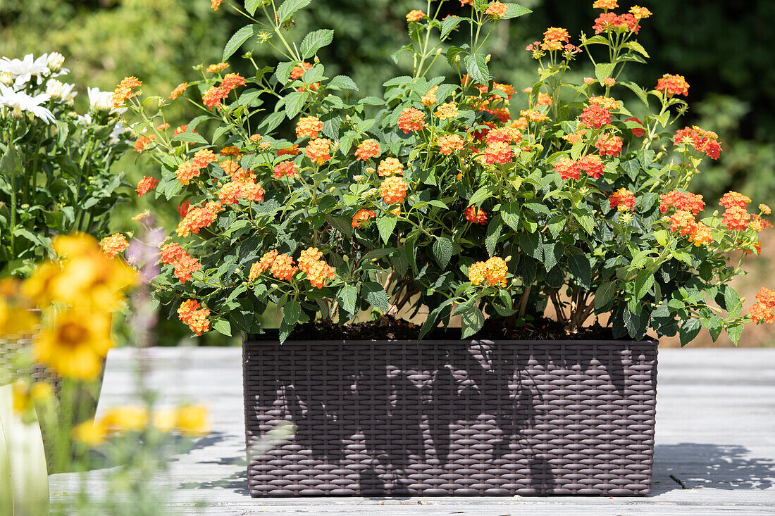 Lantana camara, orange