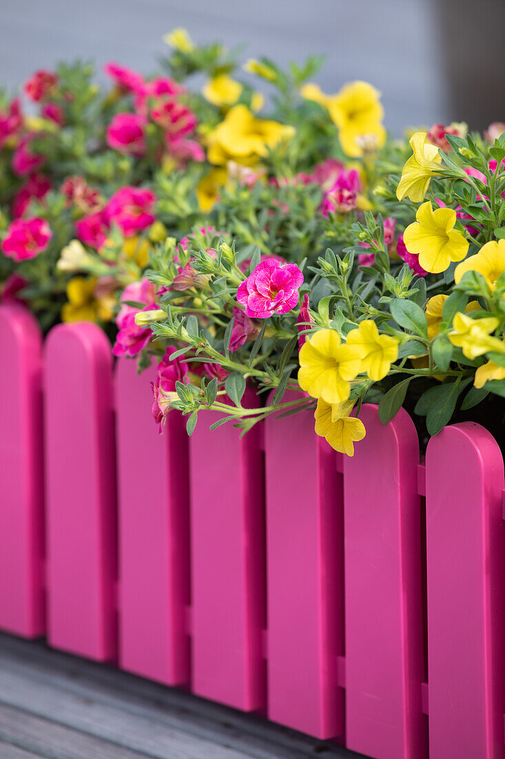 Calibrachoa