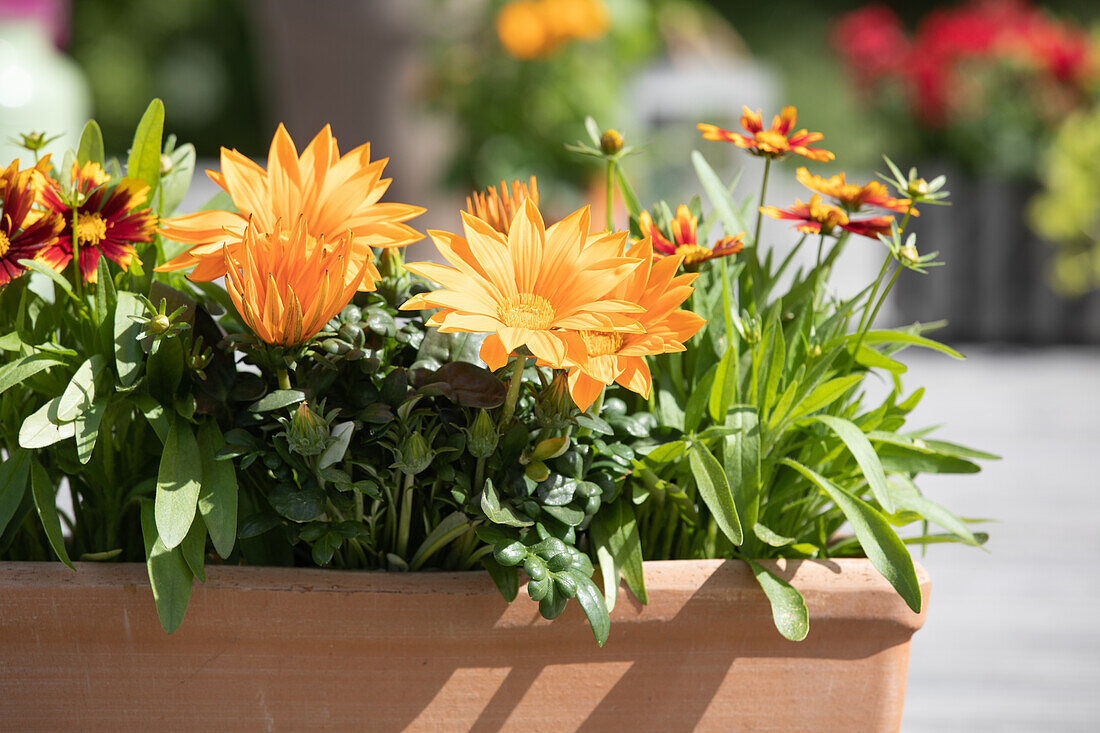 Gazania, orange