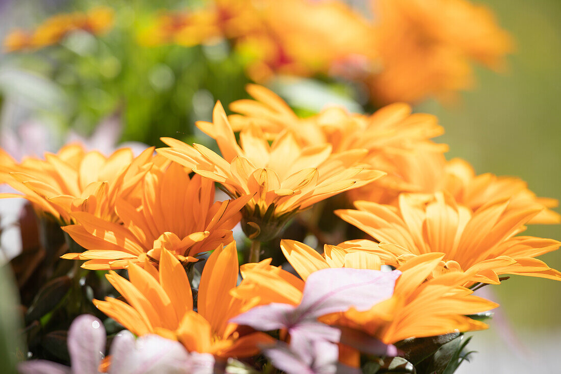 Gazania, orange