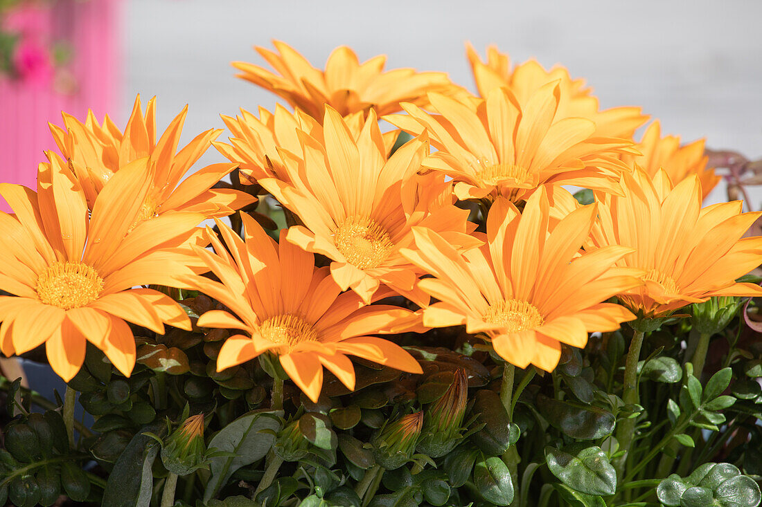 Gazania, orange