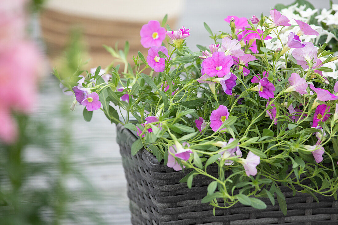 Calibrachoa, rosa