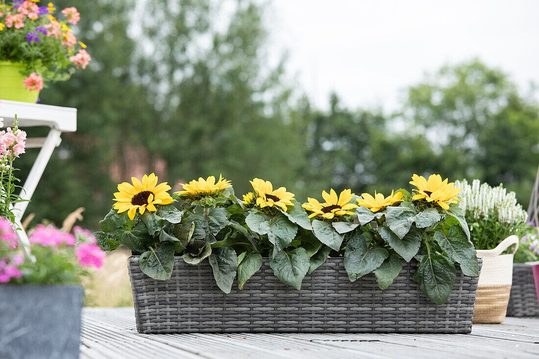 Helianthus annuus, Mini