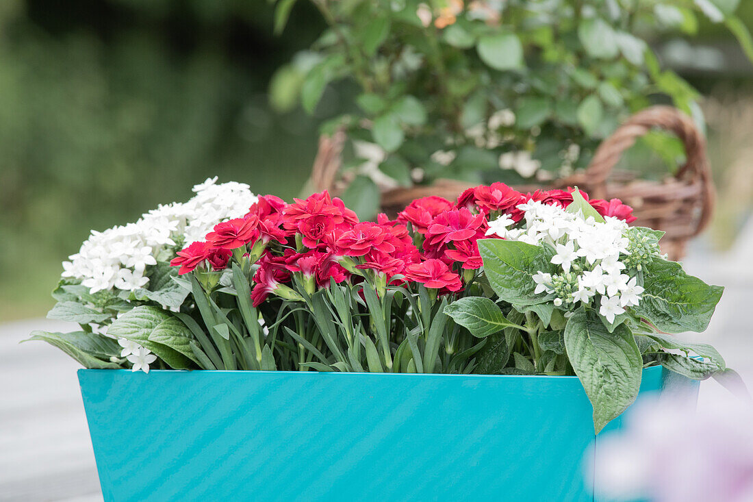 Dianthus, Pentas