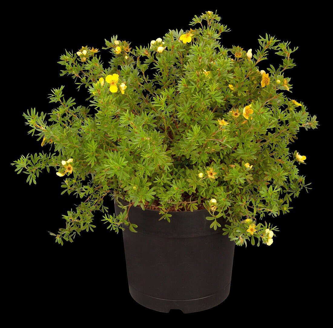 Potentilla fruticosa, yellow