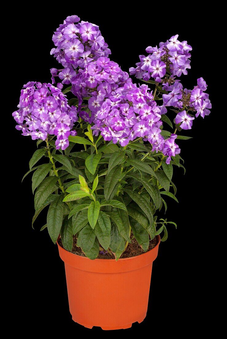 Phlox paniculata, purple-white