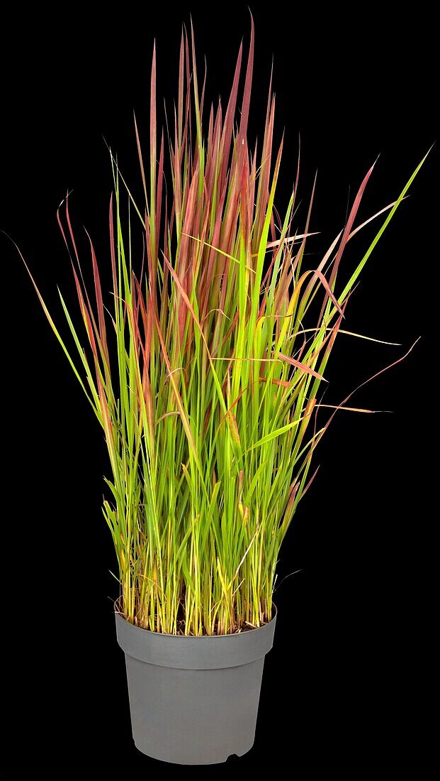 Imperata cylindrica 'Red Baron'