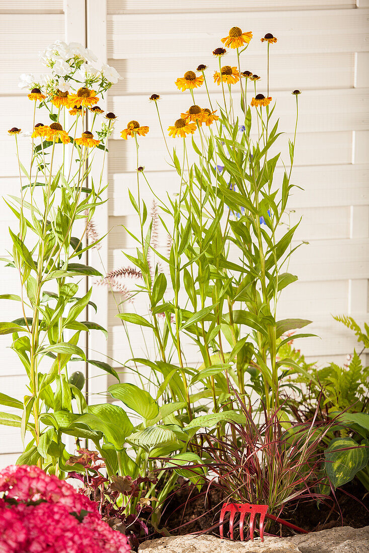 Helenium 'Wyndley'