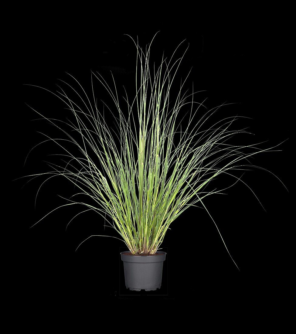 Cortaderia selloana 'Evita'®