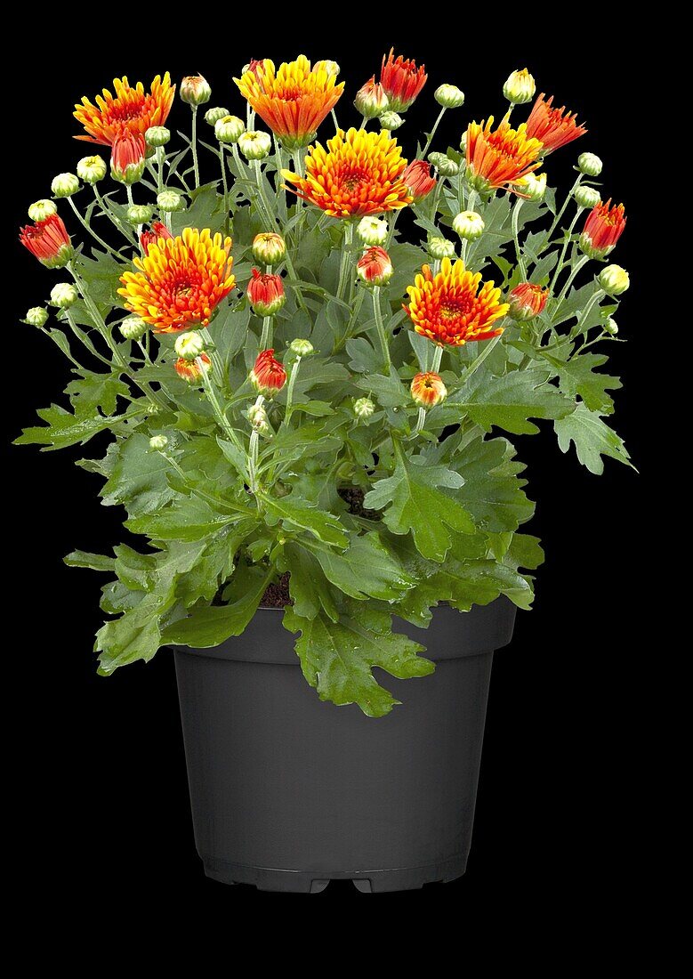 Chrysanthemum indicum, bicoloured