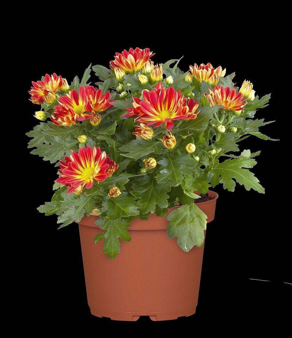 Chrysanthemum indicum, zweifarbig
