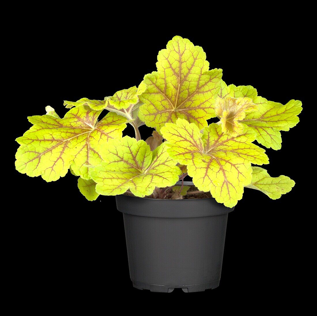 Heuchera, yellow