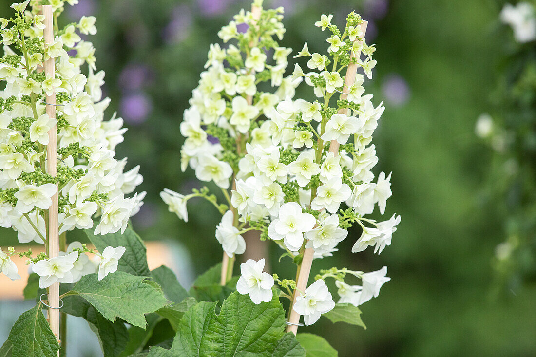 Hydrangea quercifolia