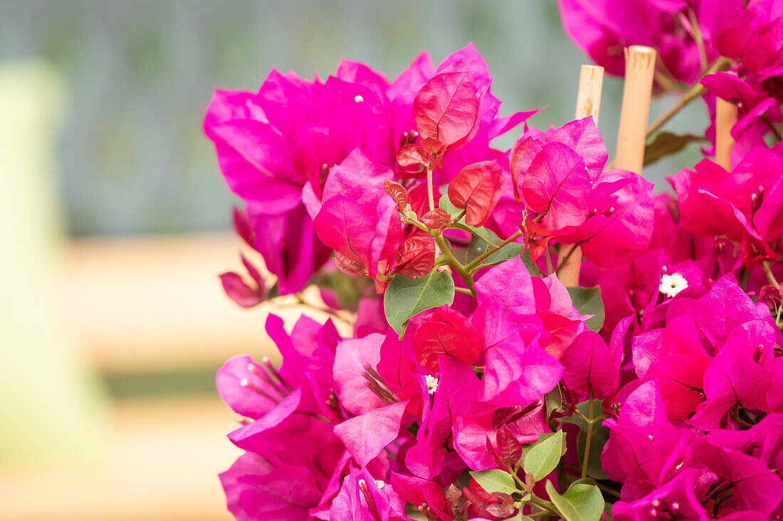 Bougainvillea spectabilis, Pyramide