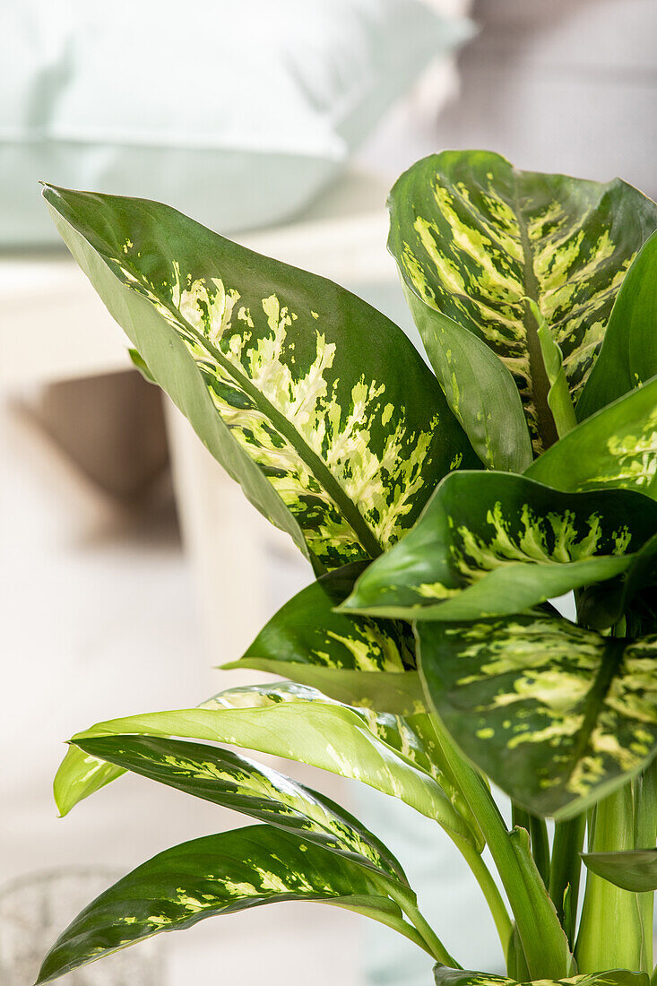 Dieffenbachia seguine 'Tropic Snow'