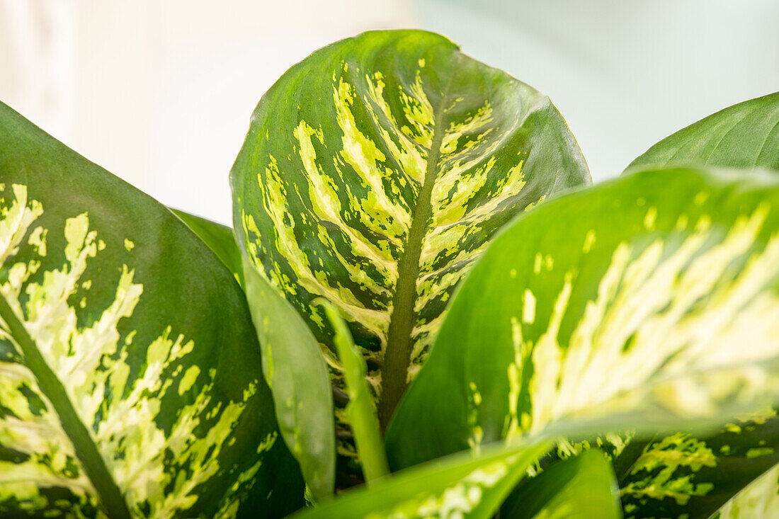 Dieffenbachia seguine 'Tropic Snow'