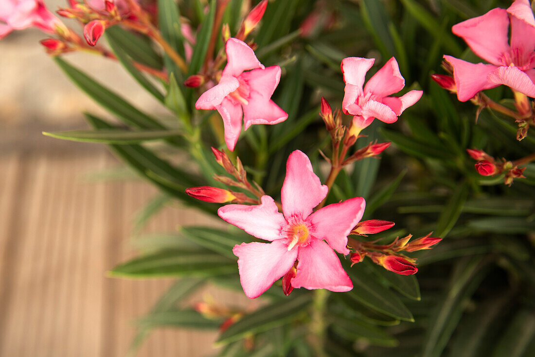 Nerium oleander, rosa