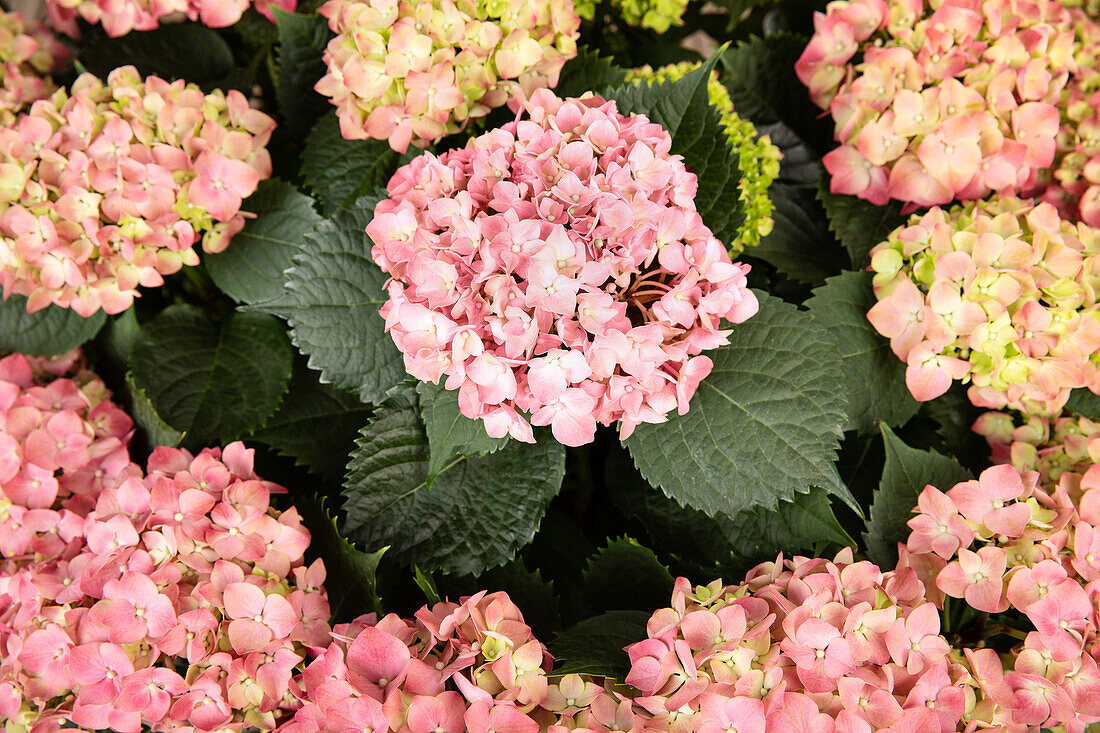 Hydrangea macrophylla, rosa