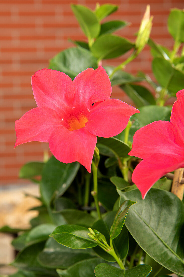 Mandevilla sanderi Sundaville® Rio