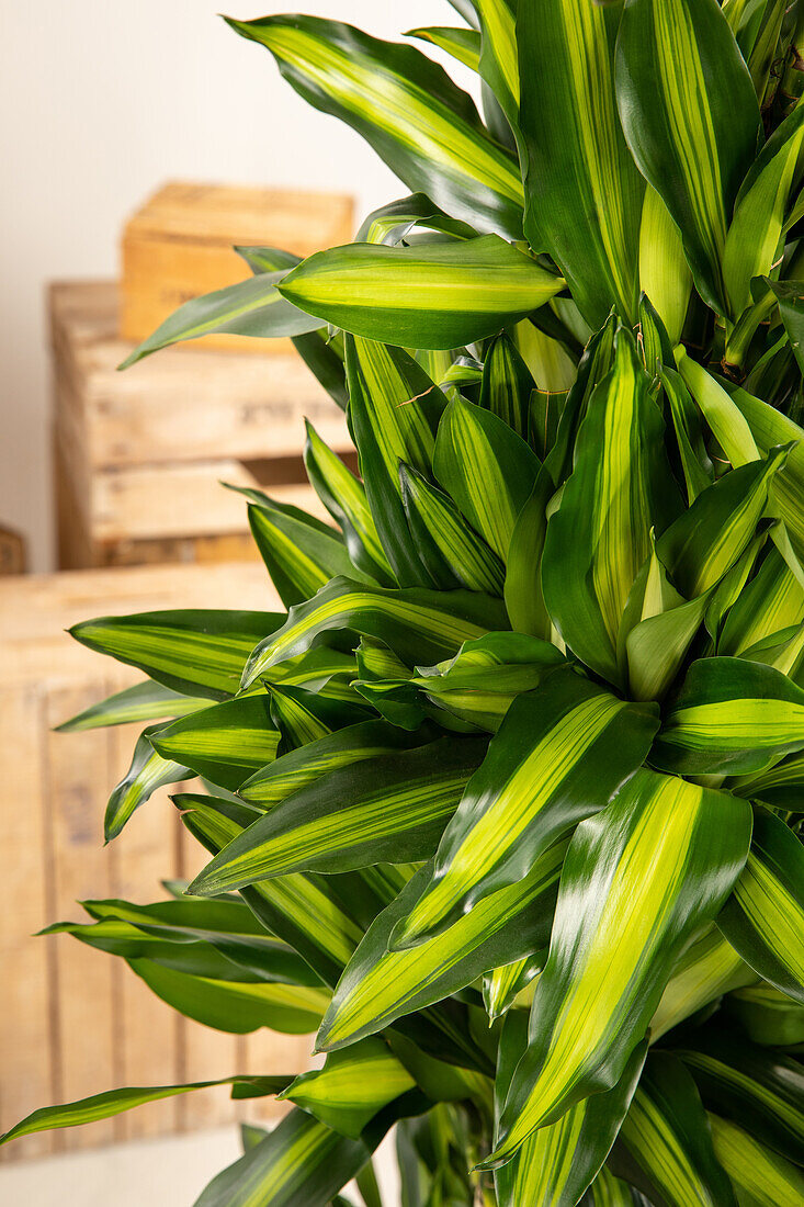 Dracaena fragrans 'Massangeana'