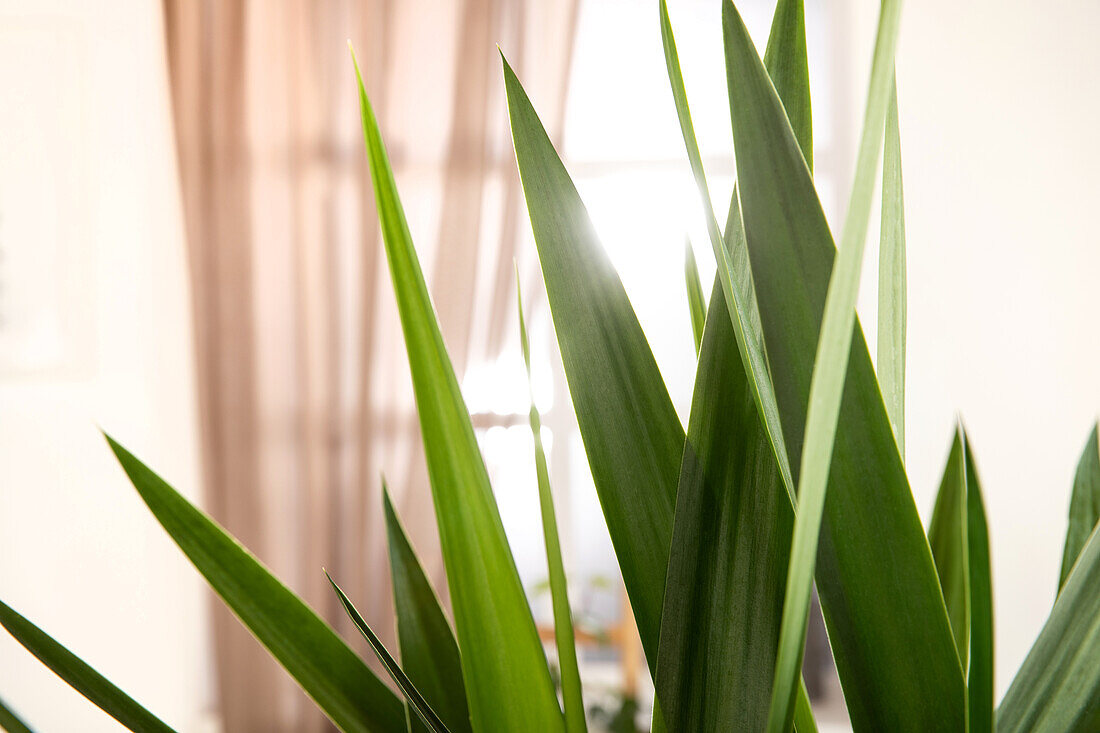 Yucca elephantipes