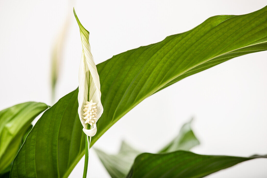 Spathiphyllum floribundum, weiß