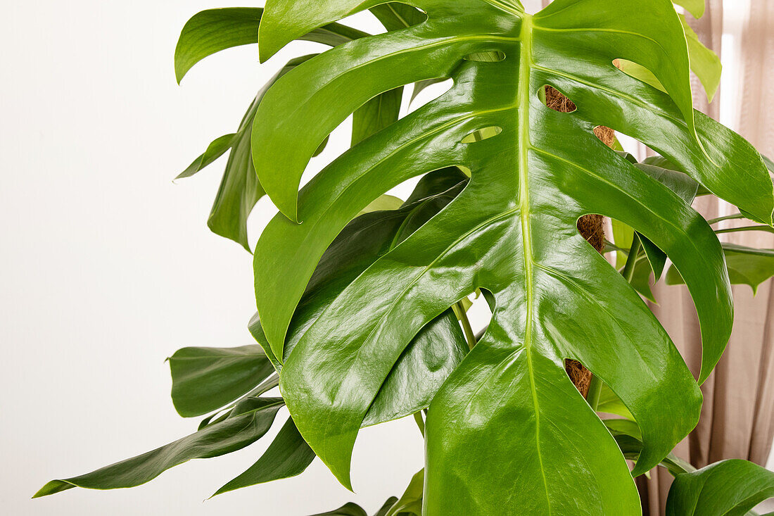 Monstera deliciosa