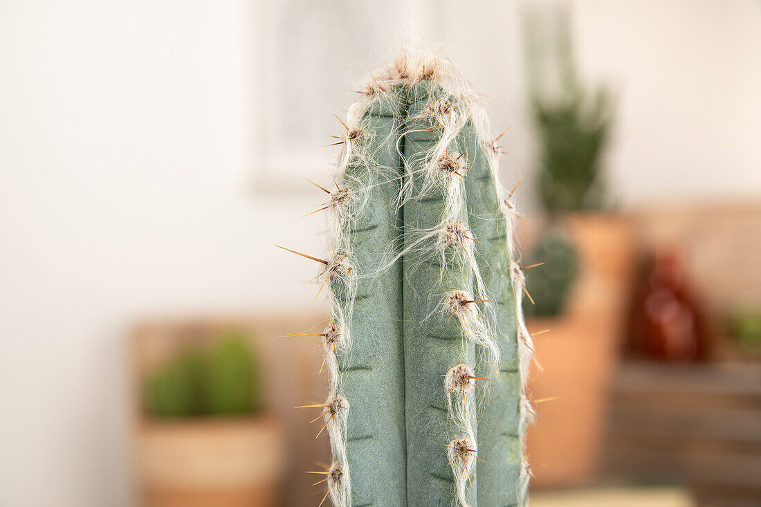 Cactus, column