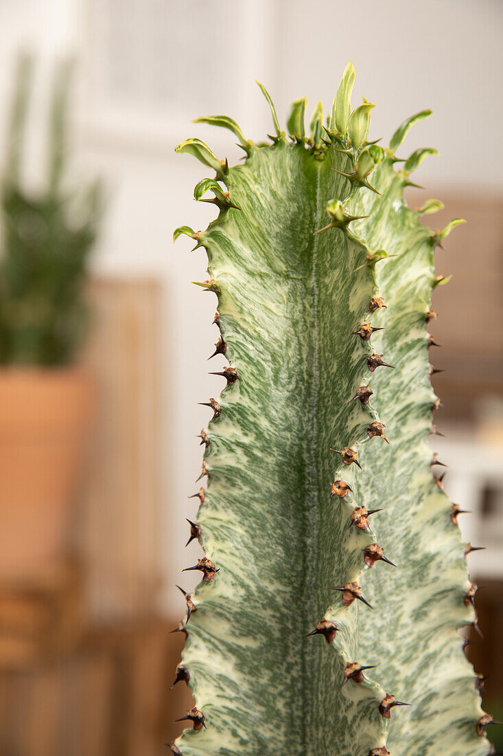 Euphorbia ingens 'Marmorata