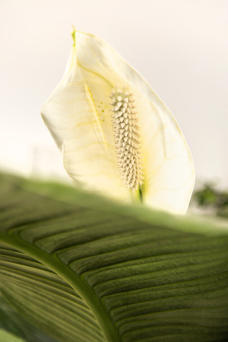 Spathiphyllum floribundum