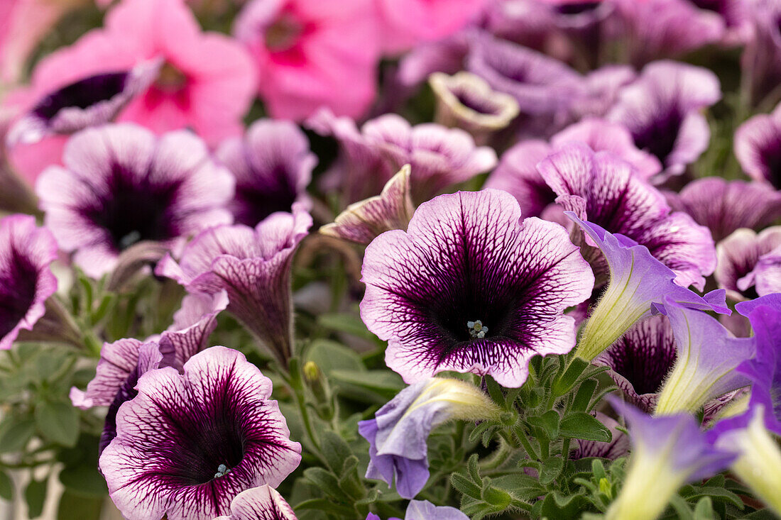 Petunia cultivars sel® 'Dark Pink'