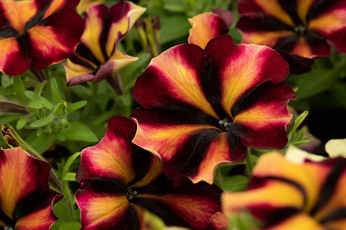 Petunia 'Crazytunia® Sugar Beet'