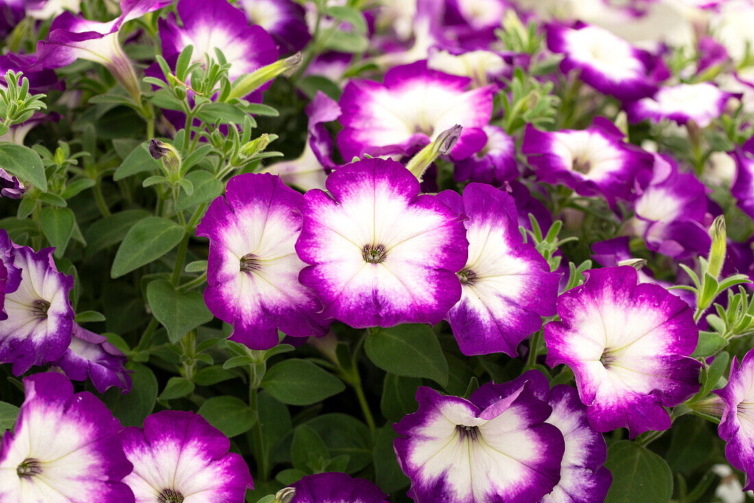 Petunia 'Crazytunia® Purple Storm'