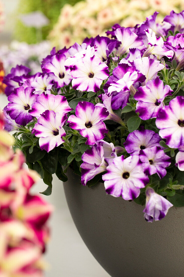 Petunia 'Crazytunia® Berry Frappé'