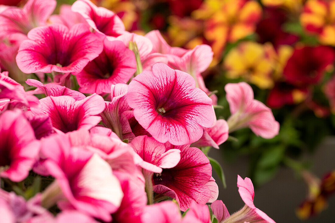 Petunia 'Perfectunia® Sylt'