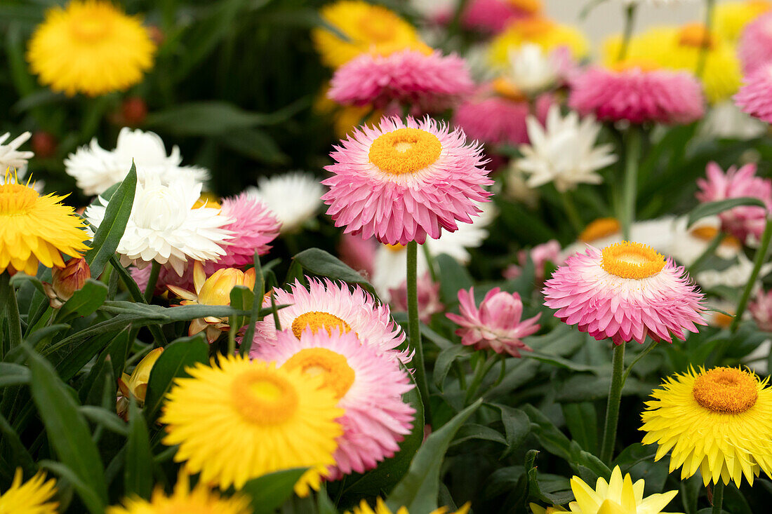 Helichrysum bracteatum Cottage™