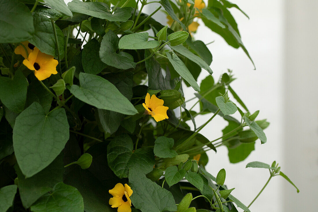 Thunbergia alata 'TowerPower Yellow'