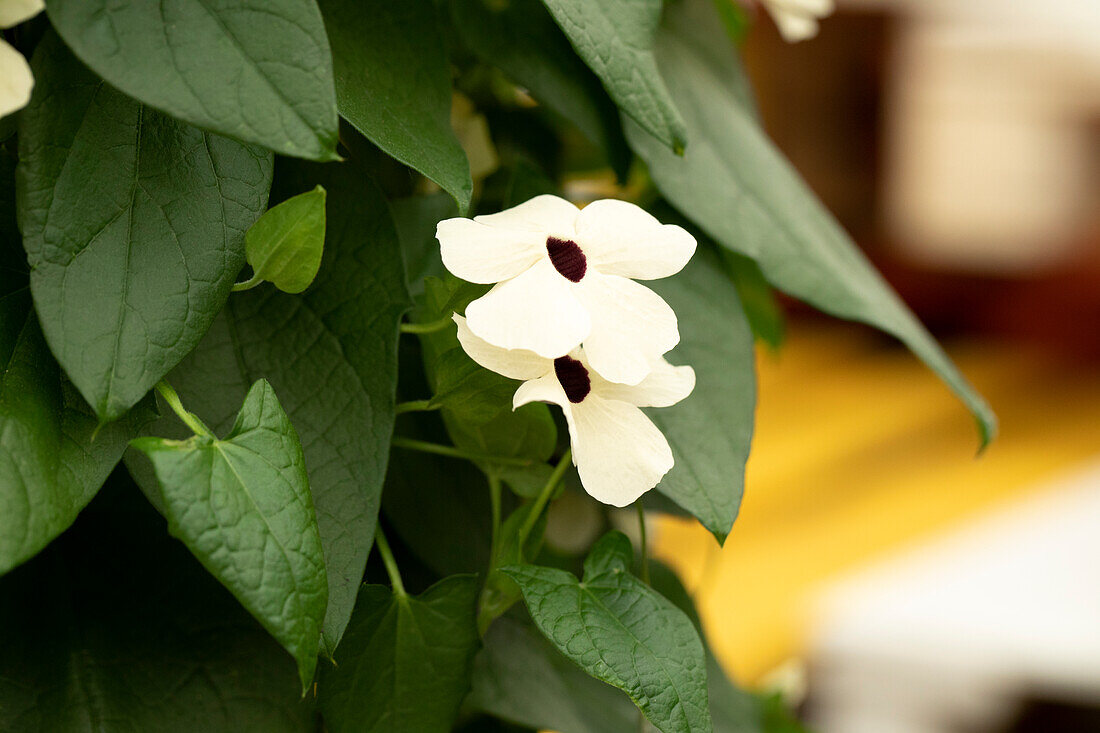 Thunbergia alata 'TowerPower White'