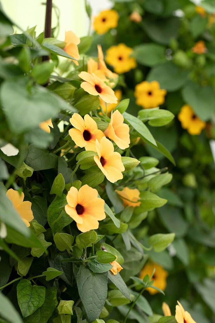 Thunbergia alata 'TowerPower Yellow'